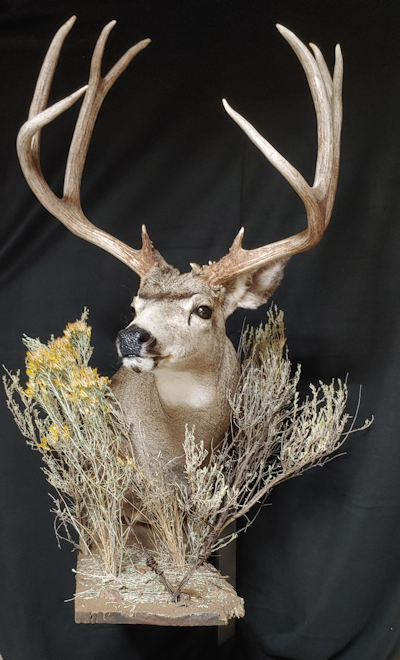 Hooks Taxidermy Antler Mount