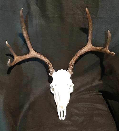 Hooks Taxidermy European Mount