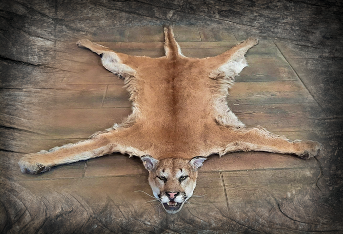 cougar 2 resized