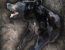 Bear 800