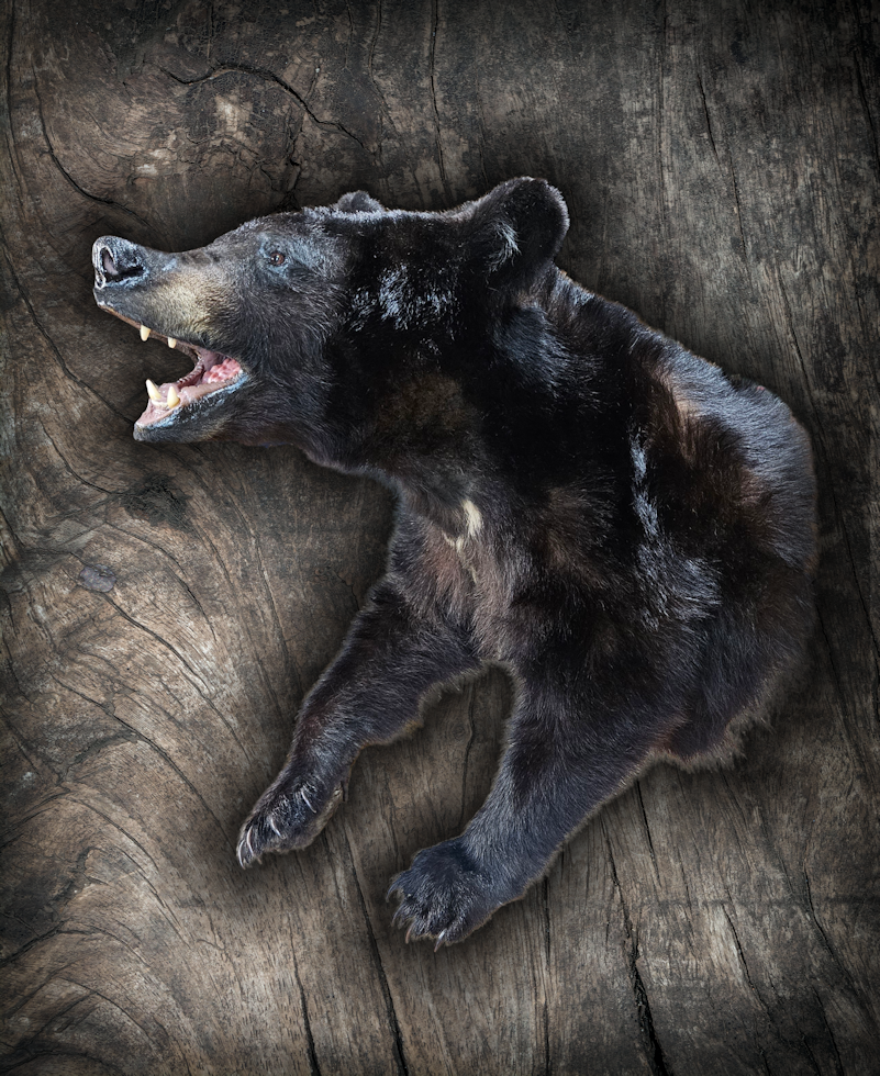 Bear 800