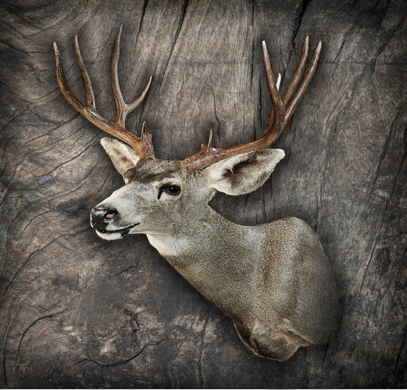 Buck 800