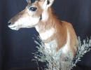 Hooks Taxidermy Antelope One