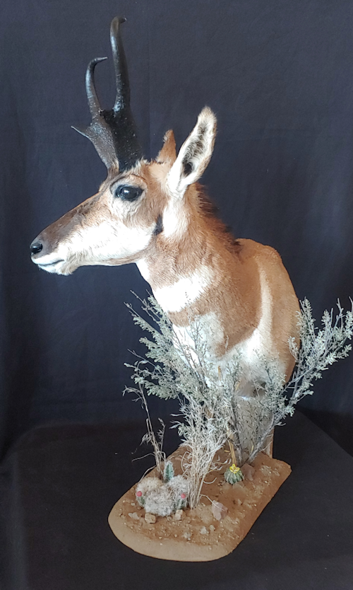 Hooks Taxidermy Antelope One