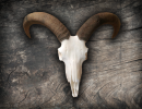 ram 800