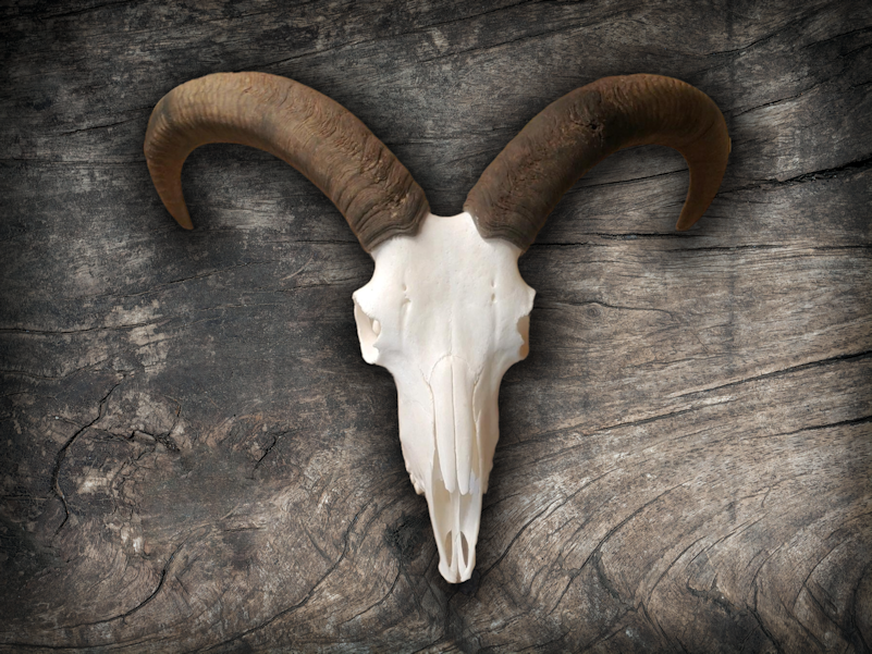 ram 800